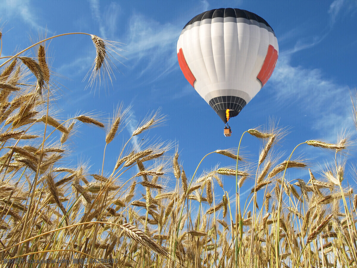 麦穗 上方 飞翔 热气球 蓝天 白云 飞翔的热气球 其他类别 生活百科 蓝色
