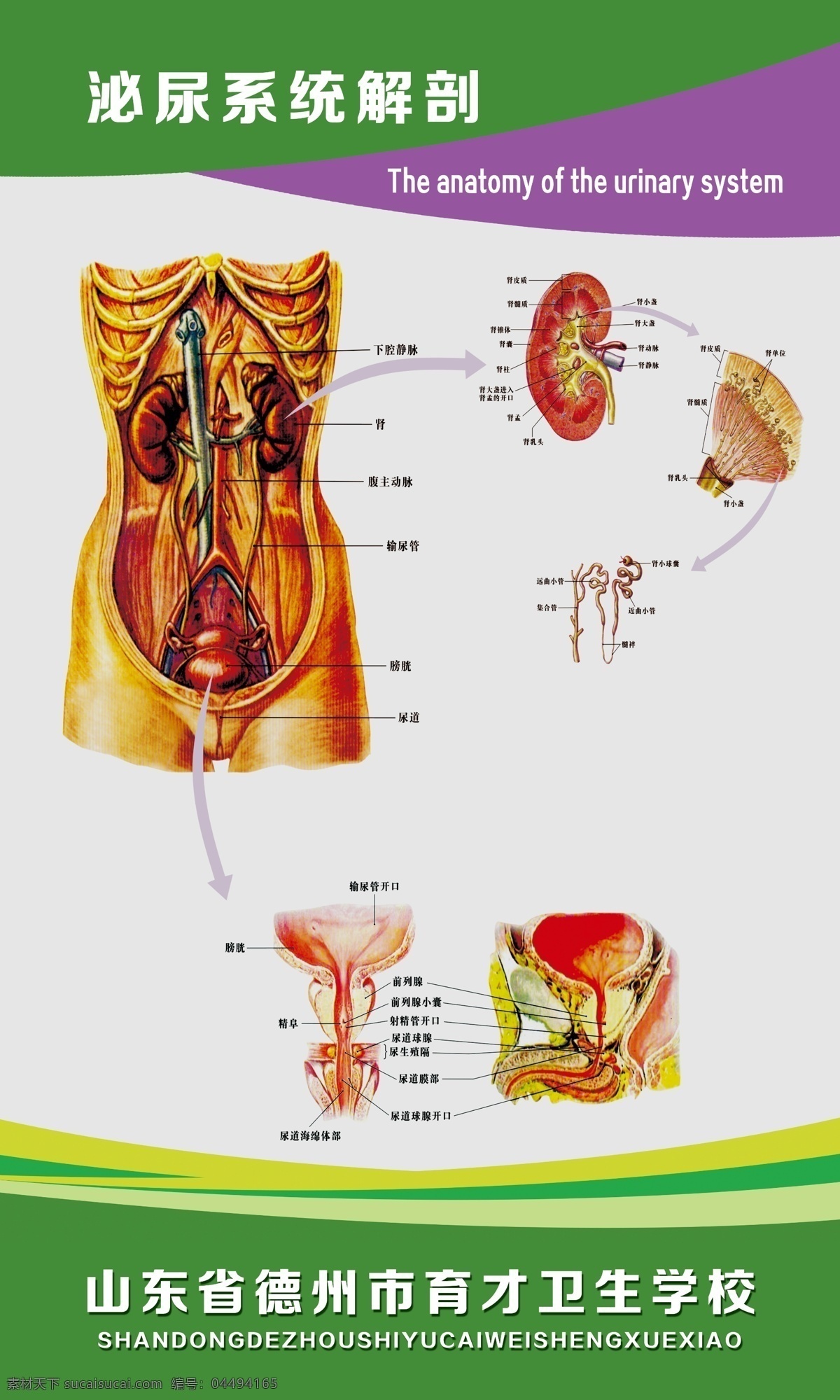 泌尿 系统 解剖 图 医院展板 人体结构 医学 科室展板 医院挂图 健康 治疗 疾病预防 泌尿系统