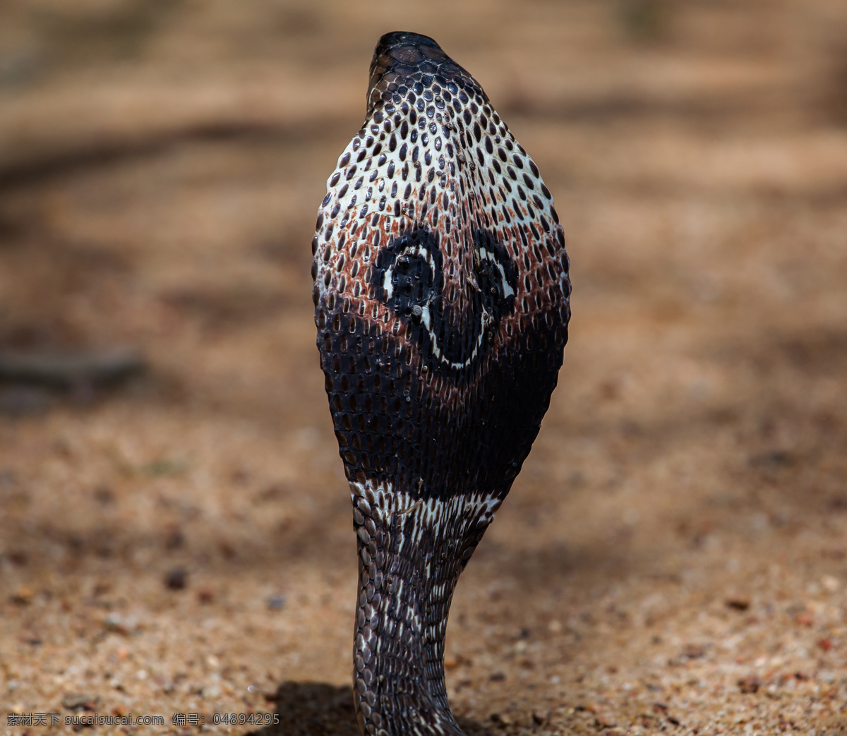 黑色 眼镜蛇 毒蛇 动物世界 野生动物 陆地动物 生物世界