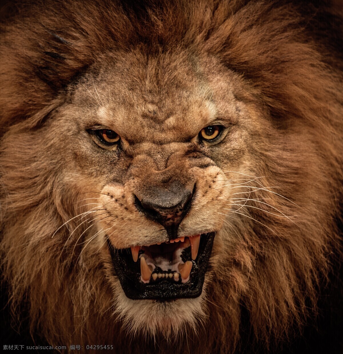 张大 嘴 狮子 头部 动物 生物 野生动物 陆地动物 生物世界