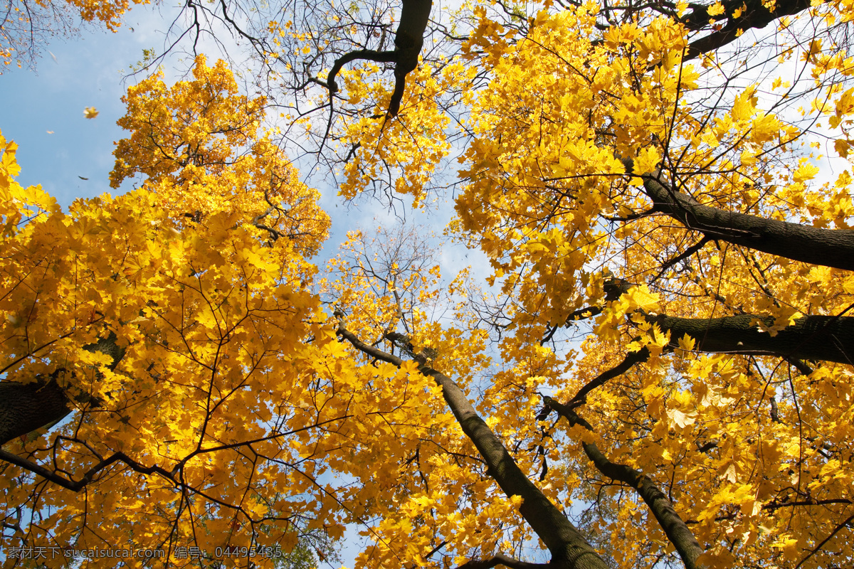 秋季树木风景 秋天树林风景 风景摄影 美丽风景 景色 自然风景 自然景观 黄色