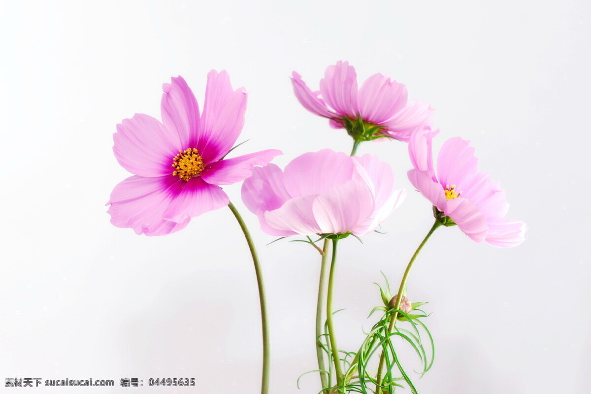 淡雅粉色花朵 粉色花儿图片 粉色花朵 花朵图片 粉嫩花朵 花朵