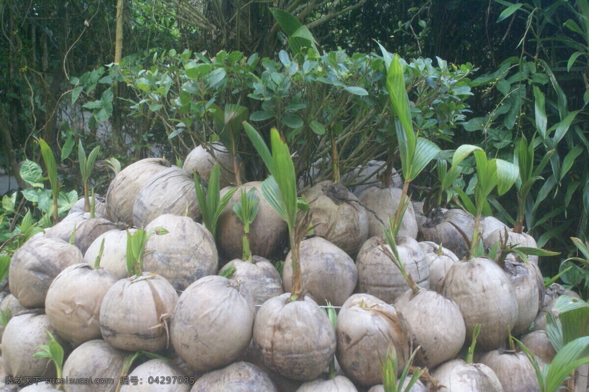 海南椰子 素材绿色图片 灰色