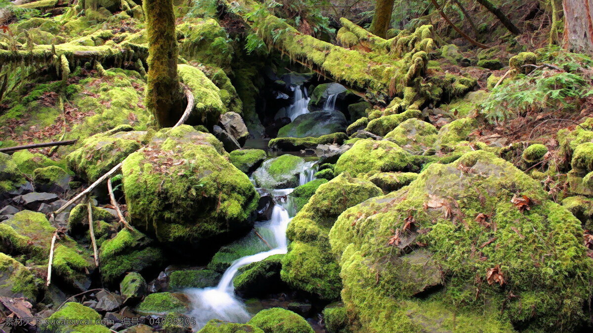 小溪流 苔藓 溪流 大自然 原始森林 树林 野地 枯木 落叶 蕨类 自然 自然景观 自然风光
