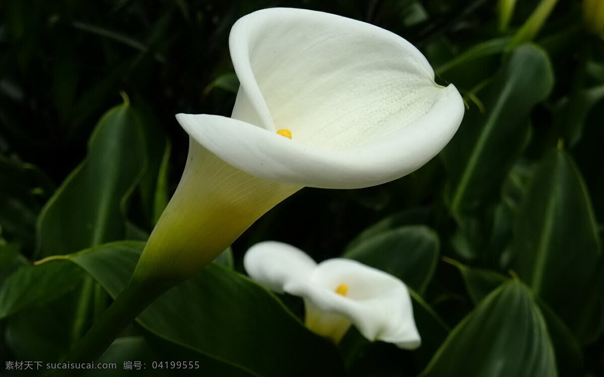 鲜艳 白色 海芋 花 高清 花卉 花朵 花枝