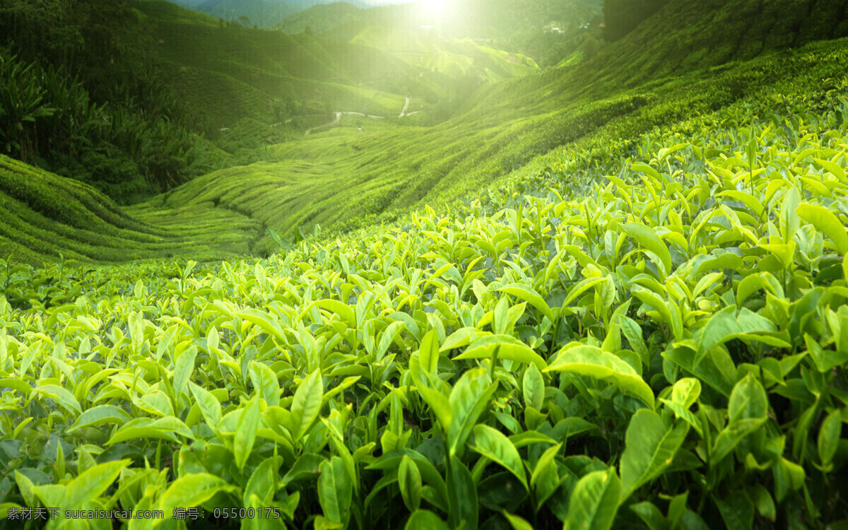 连绵不断 茶叶 田地 绿色植物 山 阳光 山水风景 风景图片