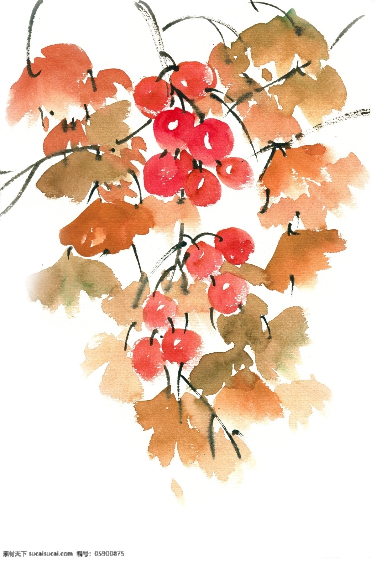 银杏 果实 水彩画 免 抠 水彩 透明 手绘 彩色 生态 红色 叶子 美丽 写意 免抠 亮丽 清幽 意境 绘画 逼真 写实 简约