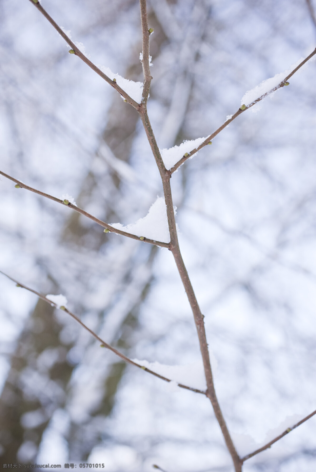 雪 冬天 多雪的冬天 文化艺术