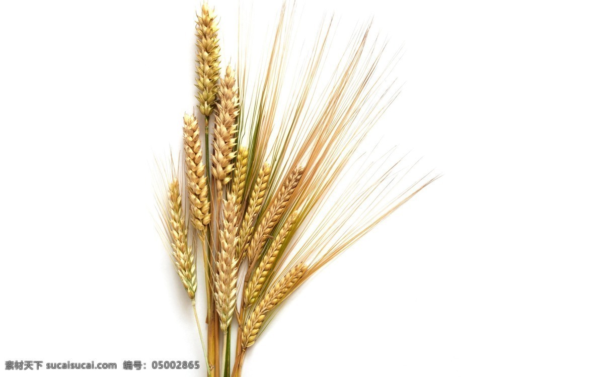 麦田 麦子 麦穗 自然 植物 食品 丰收 金色麦田 金色麦浪 收获 麦地 成熟的小麦 成熟的麦子 粮食 背景 壁纸 种植 生态 农场 农业 自然景观 自然风景