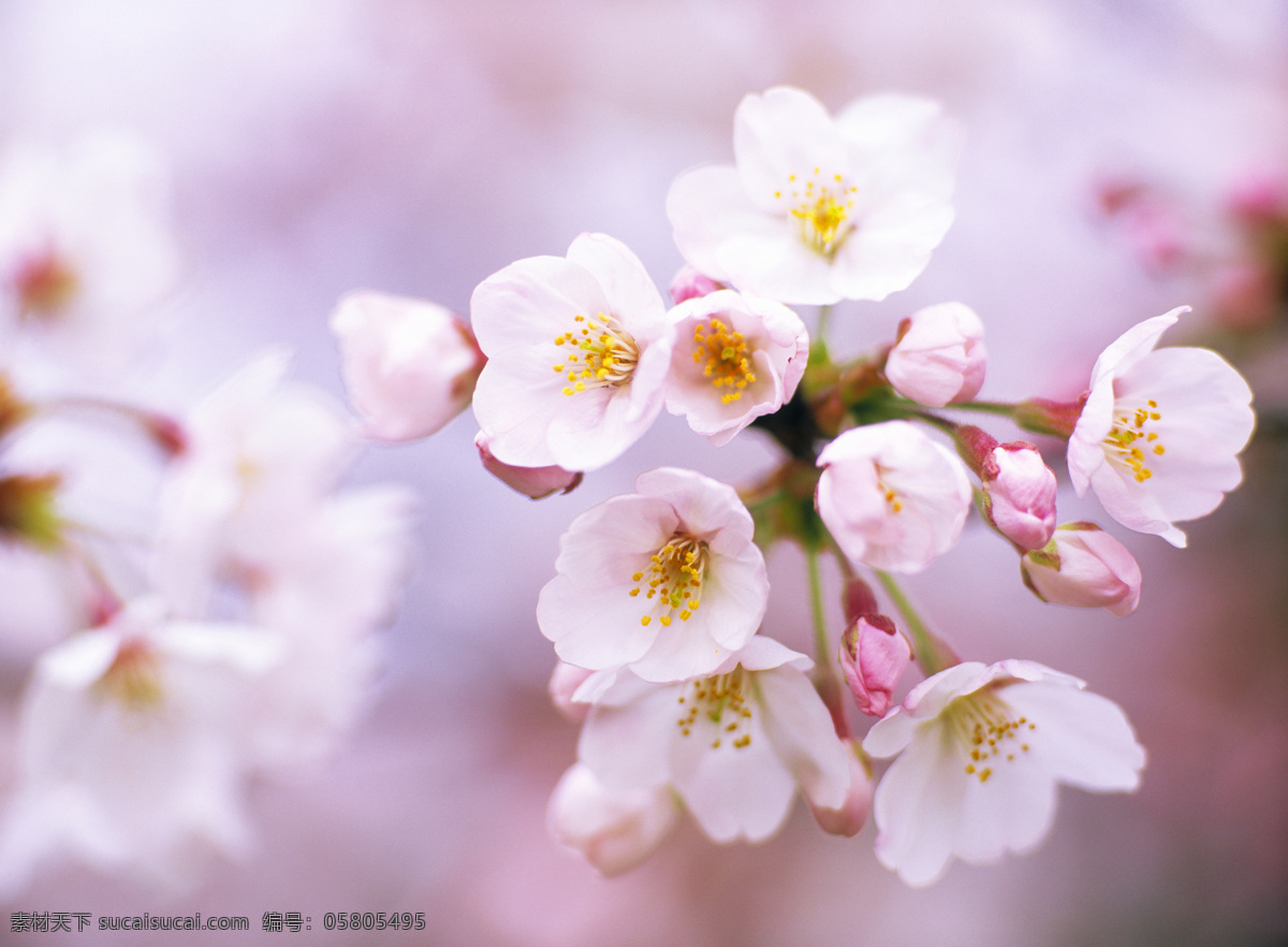樱花 特写 美丽鲜花 美丽樱花 樱花背景 花卉 花朵 鲜花摄影 花草树木 生物世界