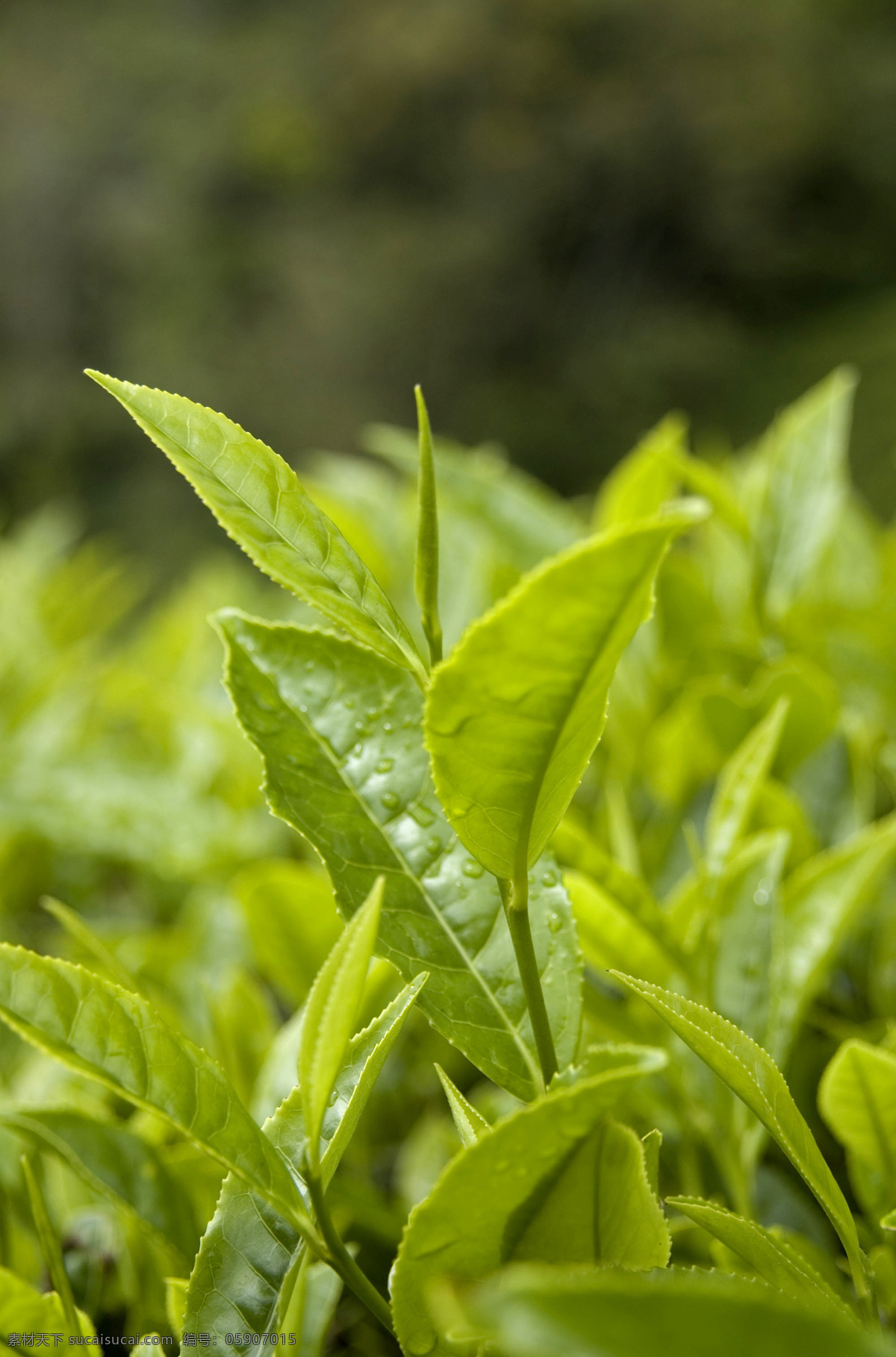 茶叶 树 绿色 摄影图 生物世界 树木 树木树叶 茶叶树 茂盛的茶叶树