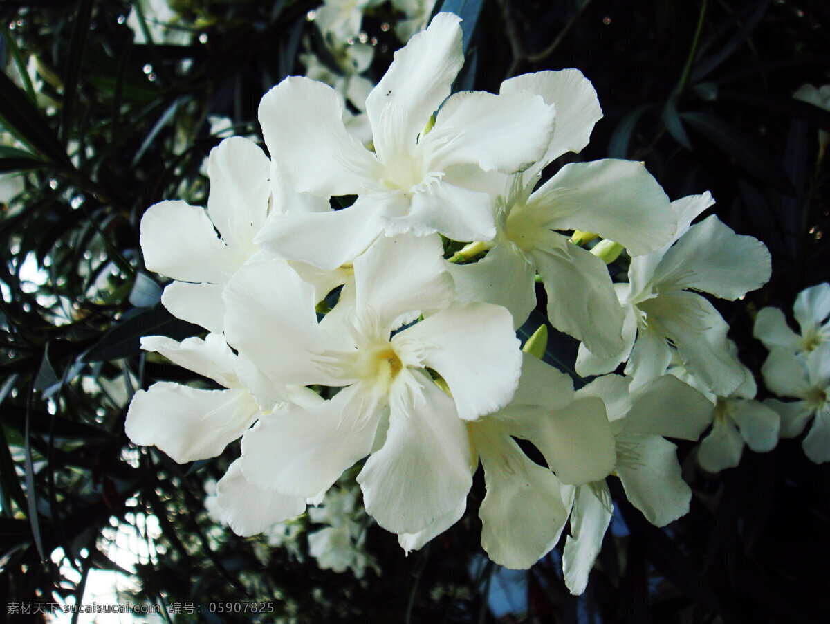 兰 爽 竹 桃 白花 花草 花蕾 绿叶 生物世界 兰爽竹桃 白色花心 矢量图 日常生活