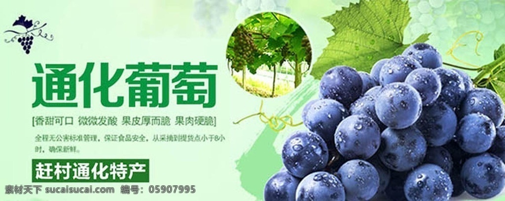 水果海报 水果轮播图 青提 葡萄黑提 芒果 节日 扁平设计 促销 活动 商城 店 零食 卖 水果 新鲜 首页 网站 轮播图 轮播 淘宝 装修 界面 模板 广告设 甜 海报 广告 文化 展板 水果店 灯箱宣传 专卖 基地 高清 美味 超市 网站首页 轮播图广告 原创共享 淘宝界面设计 淘宝装修模板