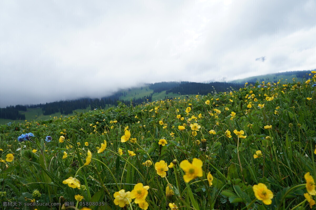 空中草原 新疆 那拉提 草原 花 草 自然风景 旅游摄影