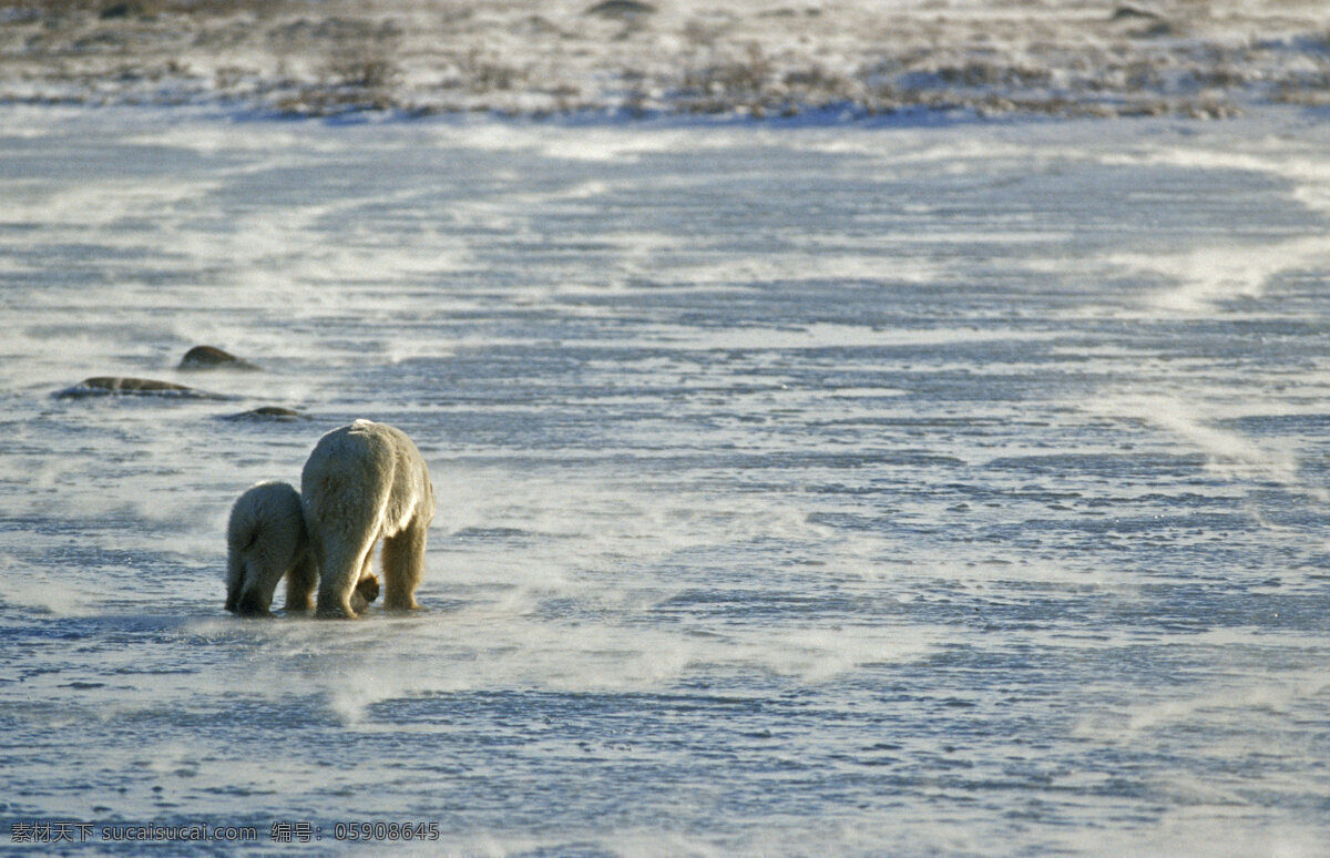 北极熊 野生动物 高清 动物 雪地 熊 生物世界 陆地动物