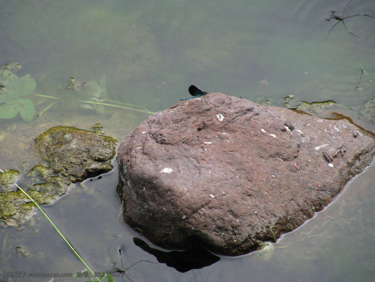 蓝 蜻蜓 昆虫 旅游 生物世界 石头 蓝蜻蜓 王屋山 水边