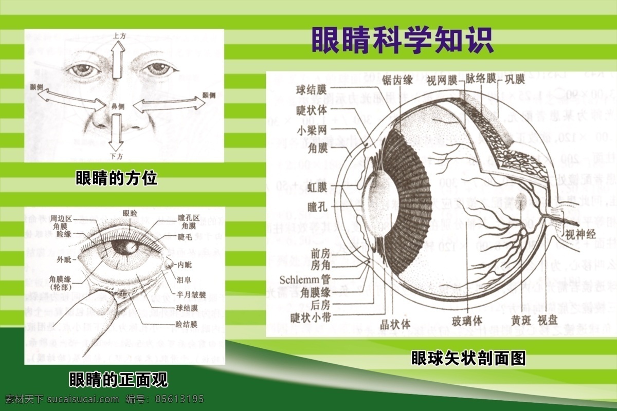 眼睛 科学 分层 绿色 剖面图 眼球 源文件 知识 眼睛科学 方位 正面观 矢量图 现代科技