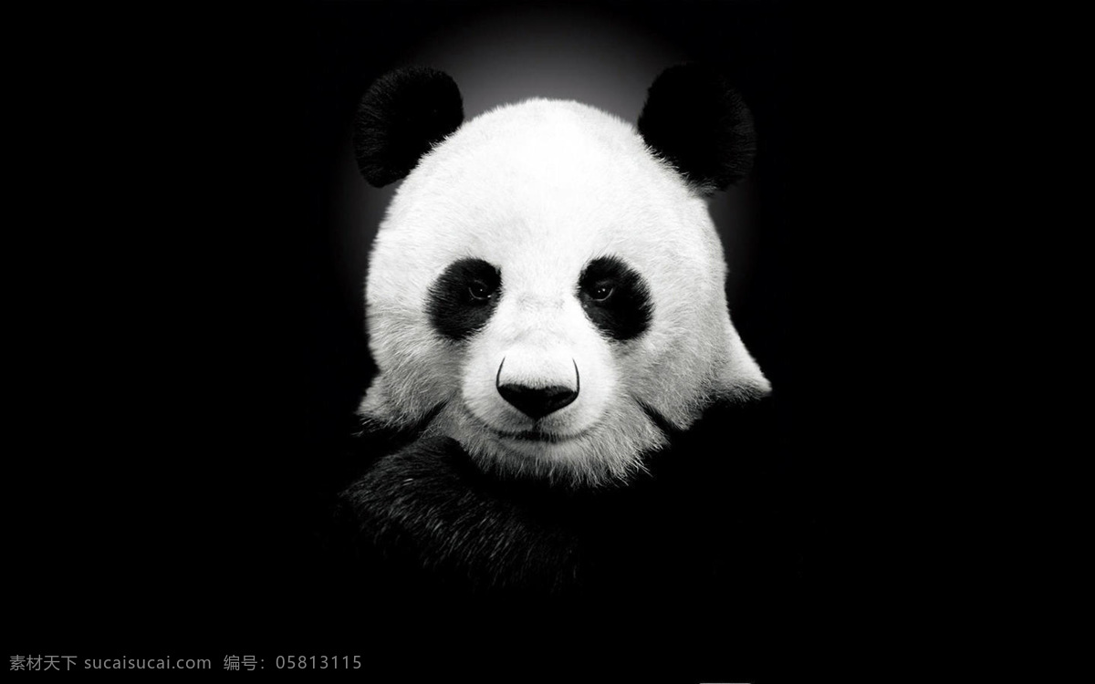 大熊猫 国宝 野生动物 黑白 熊猫 生物世界