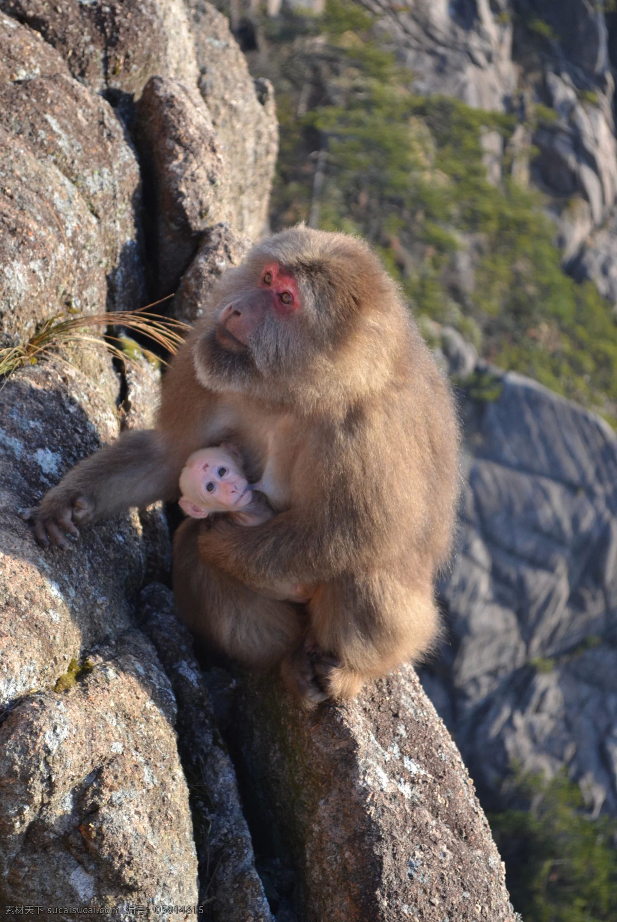 哺乳 猴子 野生动物 可爱小动物 小猴子 生物世界