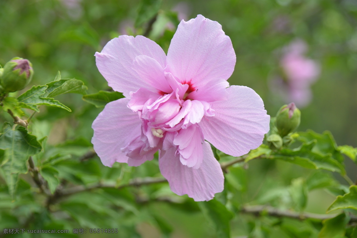 木槿花 木槿 无穷花 花卉 花儿 花草 植物 园林绿化 绿化景观 装饰画 木槿木槿花 生物世界