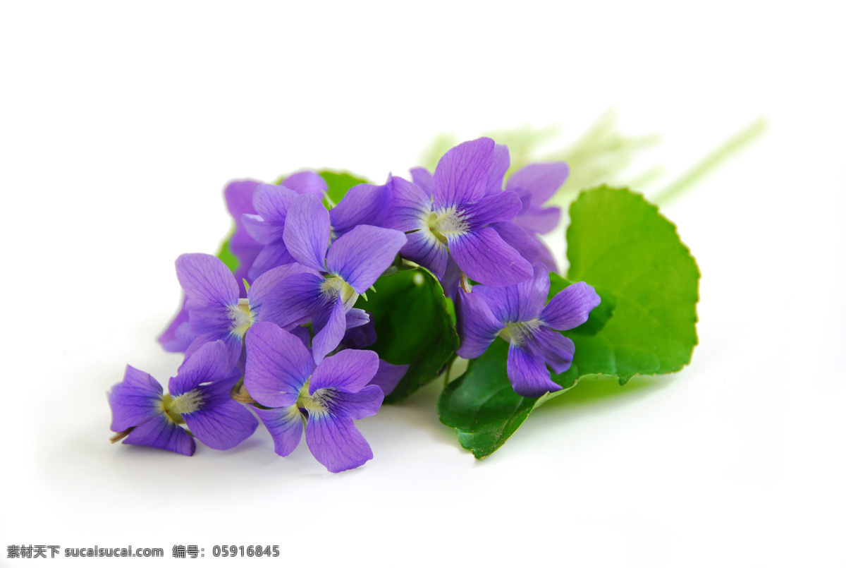 紫罗兰花卉 植物 花卉 花朵 紫罗兰 唯美 生物世界 花草