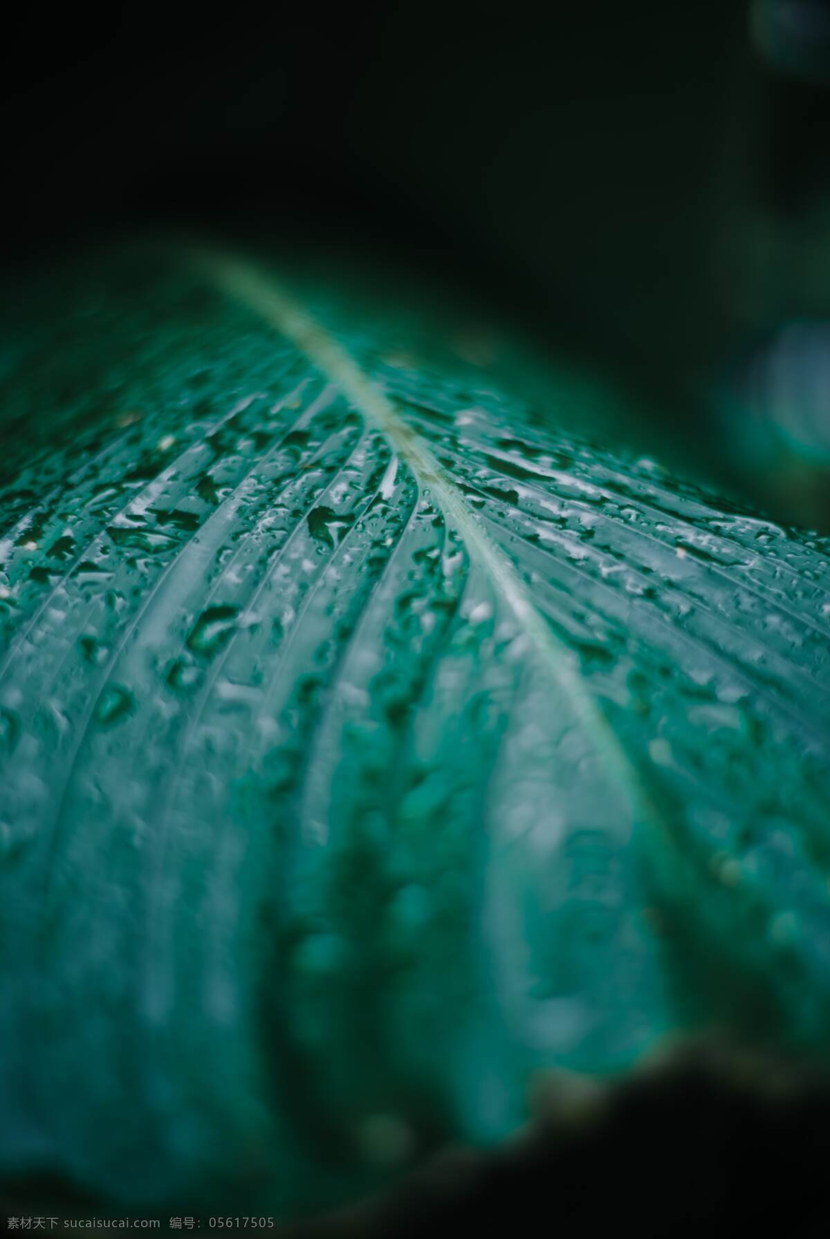 雨打芭蕉 水 雨滴 芭蕉 绿色 背景 高清 大图