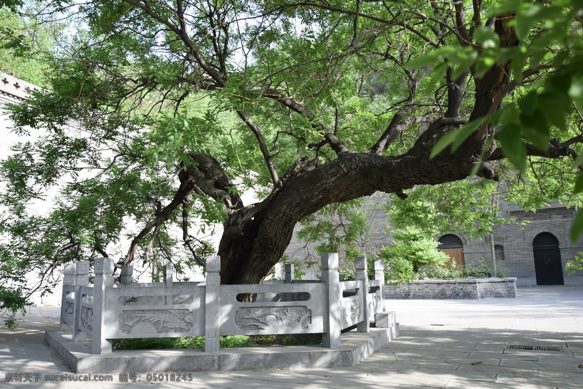 茂盛的古槐树 茂盛的树木 树叶 古槐树 空心树 园林景观 自然景观 生物世界 高清摄影图片 摄影素材 树木树叶