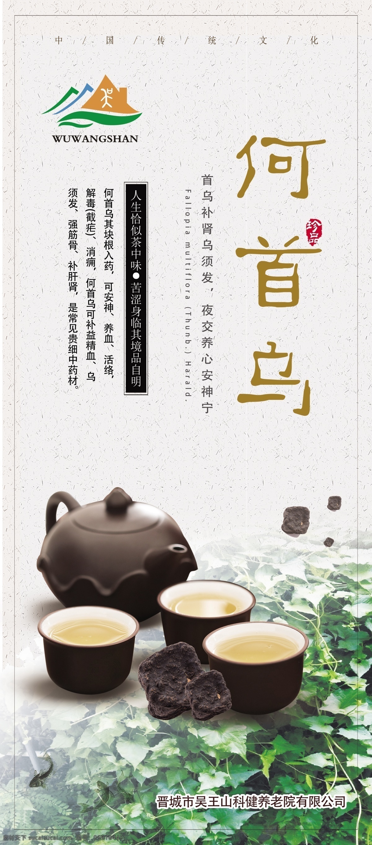 何首乌 中药 版面 海报 中草药