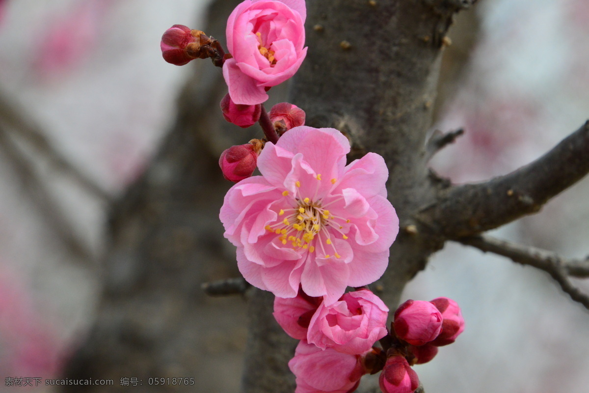 梅花 酸梅 黄仔 合汉梅 花朵 花瓣 花蕊 花儿 花卉 枝叶 绿化景观 植物园风景 植物园美景 榆叶梅腊梅 生物世界 花草