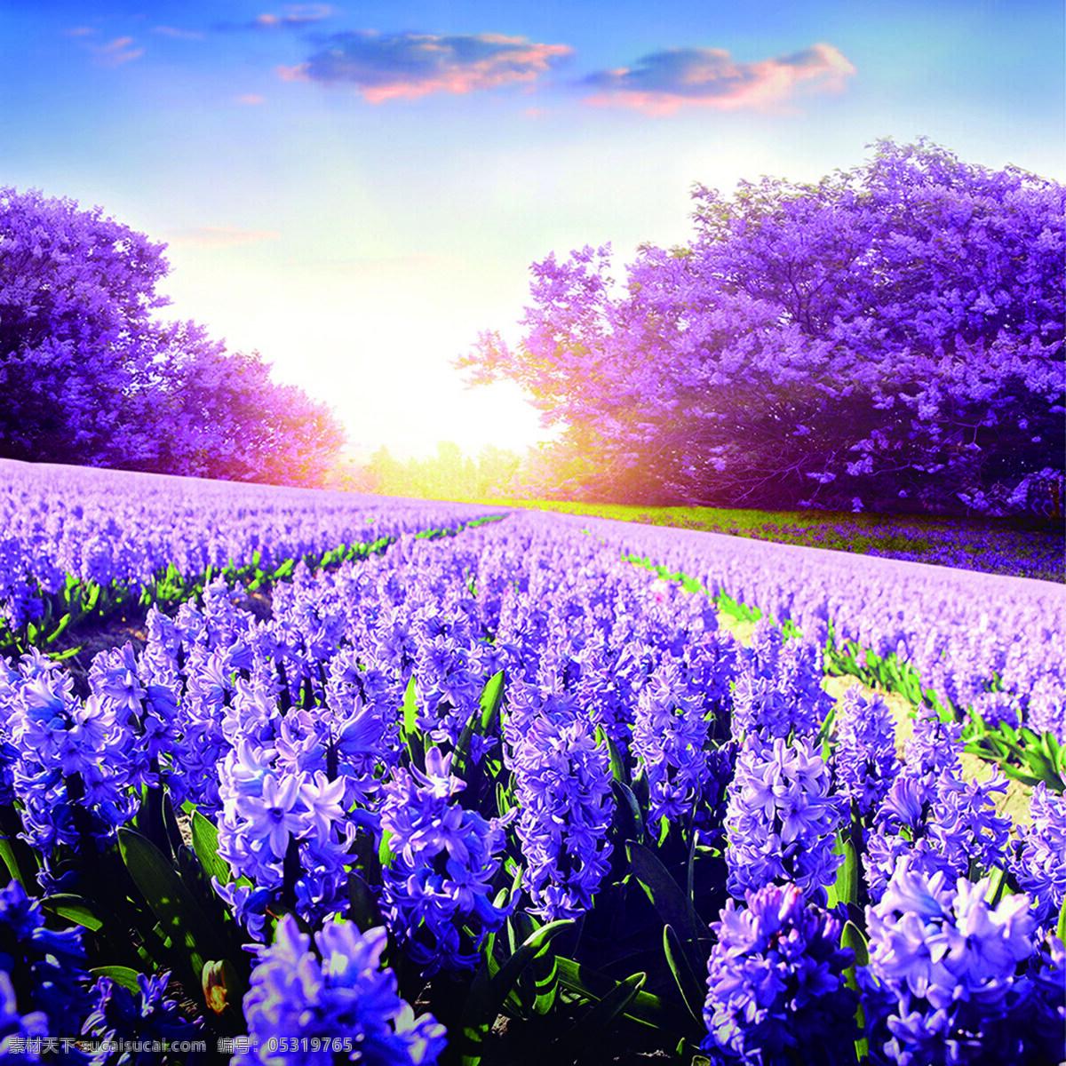 蓝天 白云 风景 浪漫 温 薰衣草 风景图 紫色 风情 温馨 自然景观 田园风光