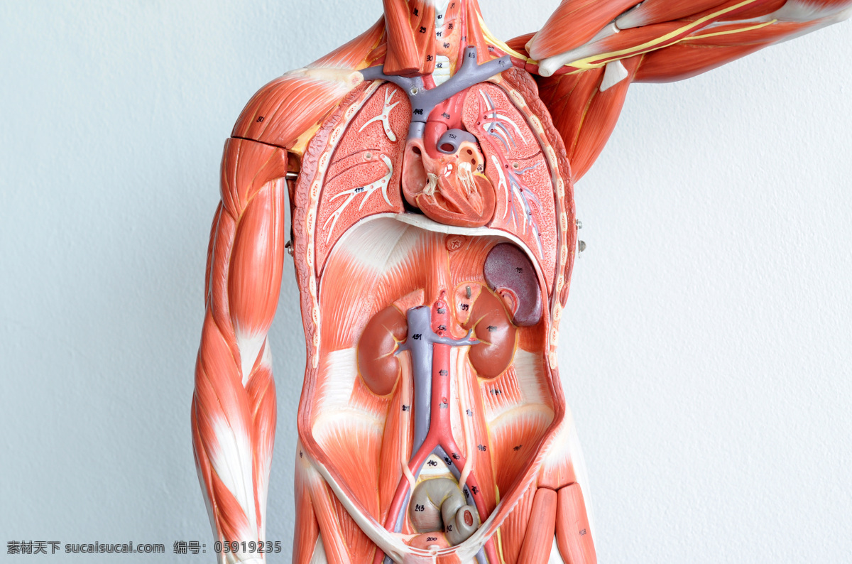 人体 解剖学 人体解剖学 男性人体 肌肉 肌肉组织图 医学 肝脏 内脏 心脏 医疗护理 现代科技