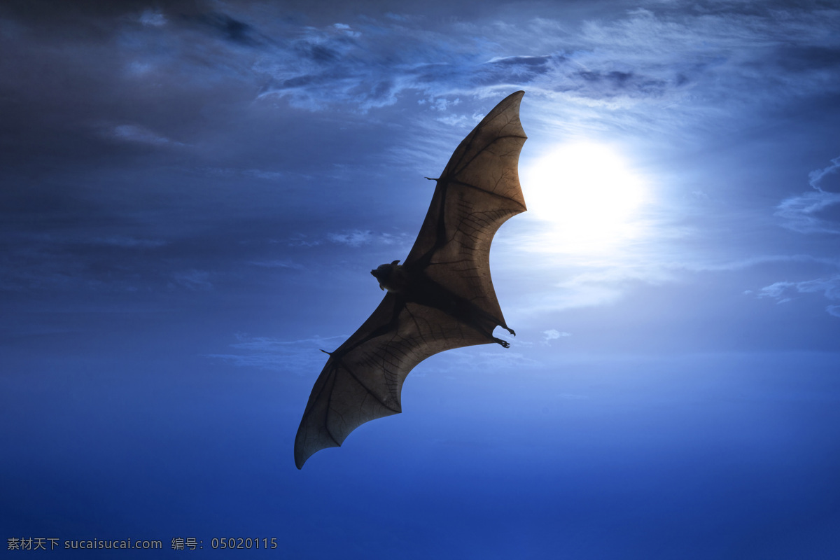 蓝天 飞行 蝙蝠 空中飞鸟 鸟类 飞鸟 禽类 动物 野生动物 动物世界 动物摄影 生物世界