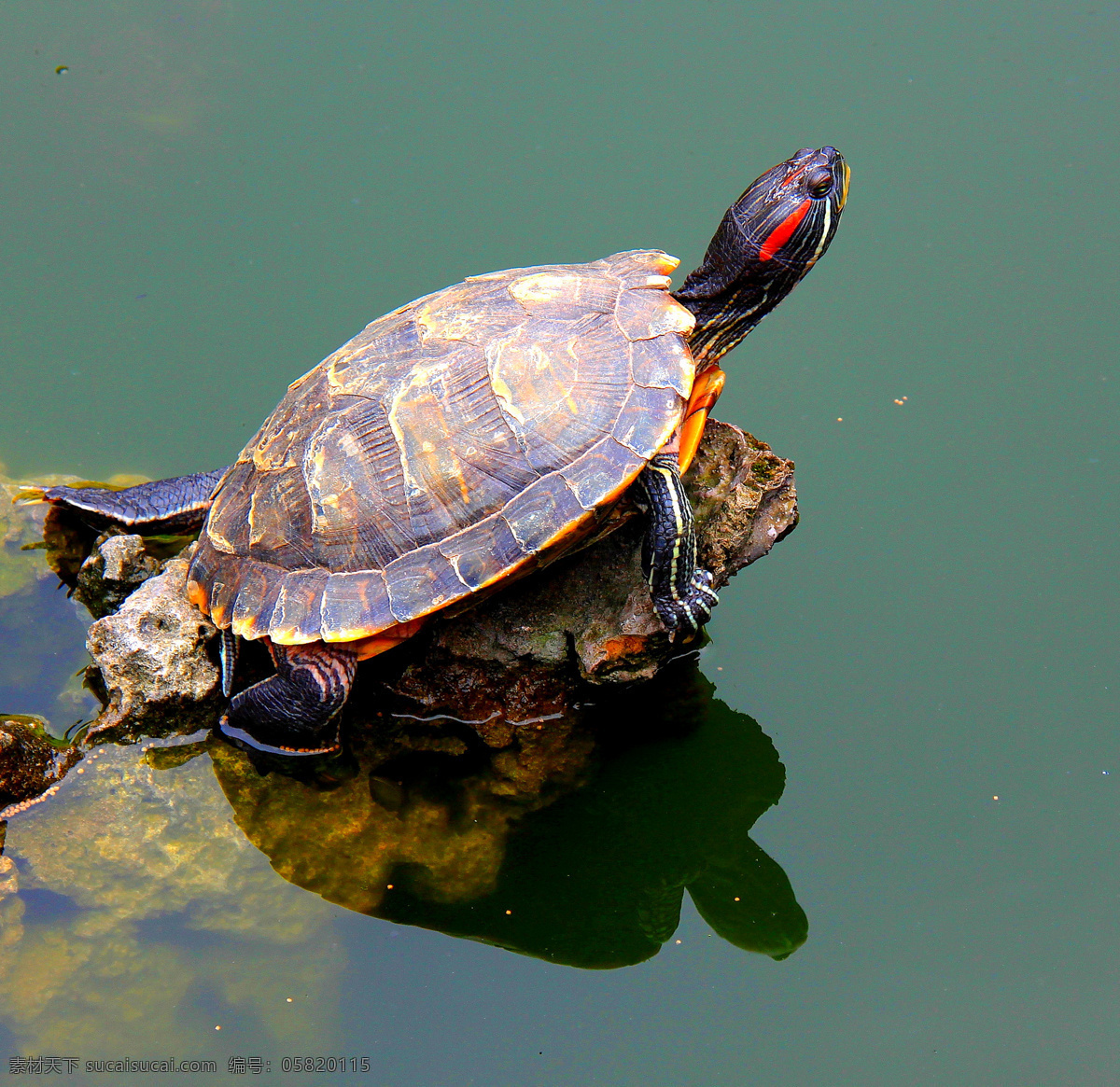 乌龟特写 水池 水石 大乌龟 乌龟登石亮相 野生动物 生物世界