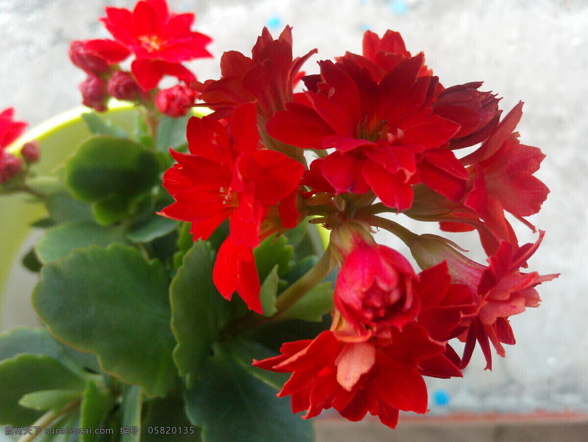 长寿花 红花 景天科 多肉 植物 吉祥 生物世界 花草