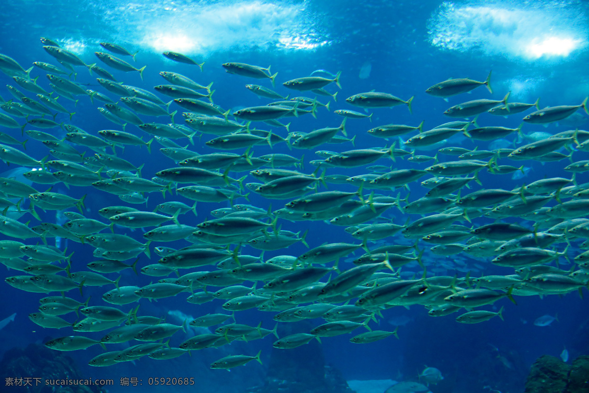 水中 鱼群 鱼 动物 鱼群摄影 海洋 景区 海洋世界 大海图片 风景图片
