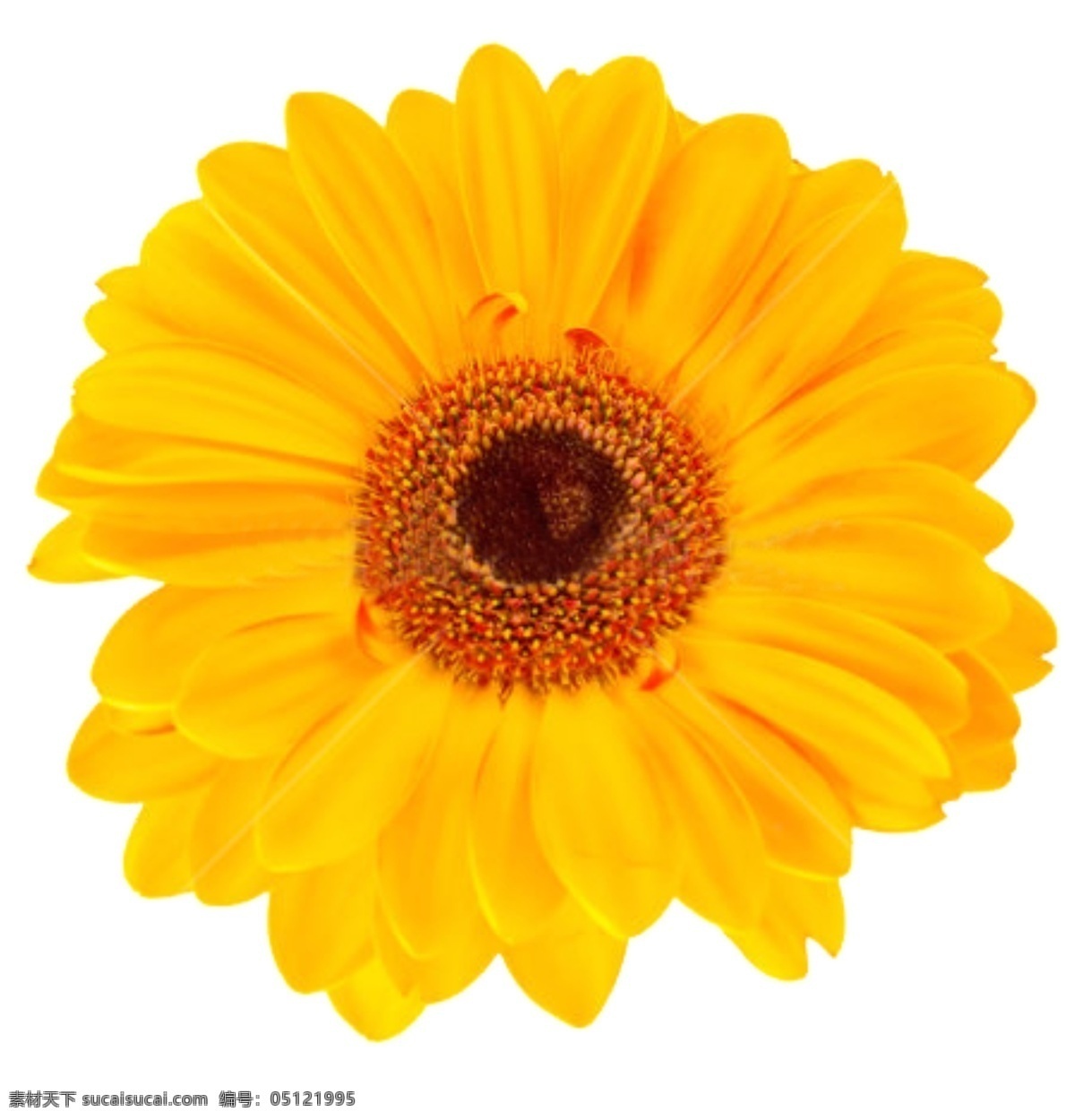 黄色菊花图片 七彩菊花 花朵 花瓣 鲜花 鲜花素材 鲜花植物 文化艺术