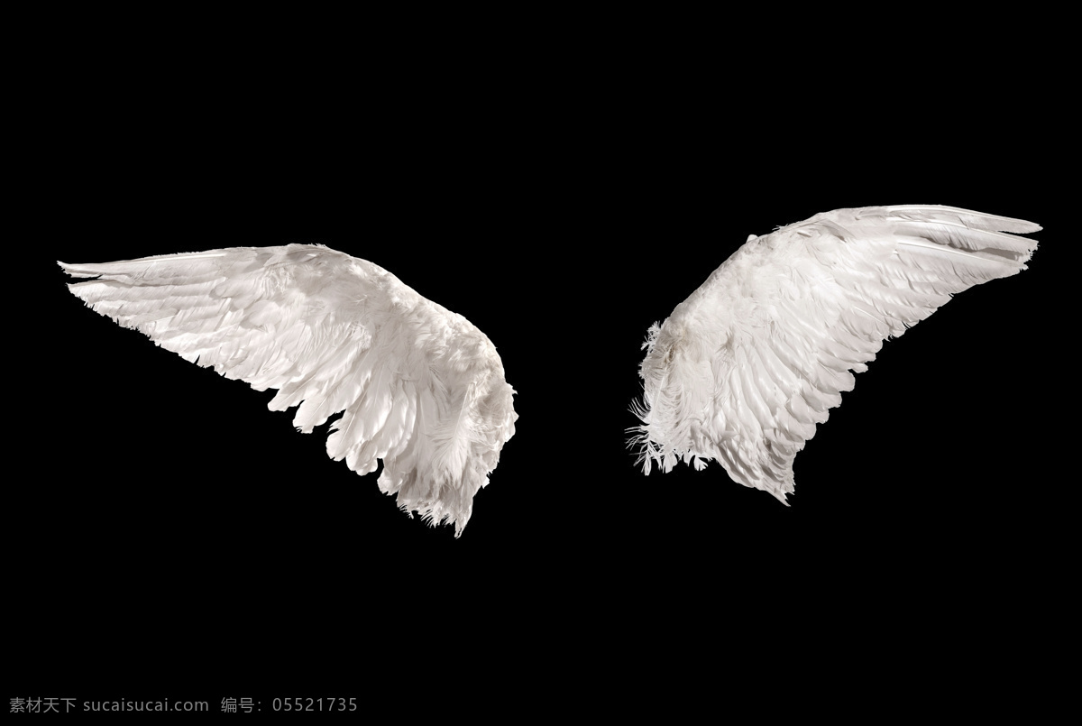 动物 生物世界 天使之翼 鸟类翅膀 翅膀照片 天使 翼 设计素材系列