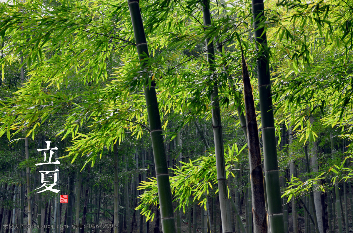 立夏 24节气 二十四节气 高清图 风景 竹叶 自然风景 自然景观