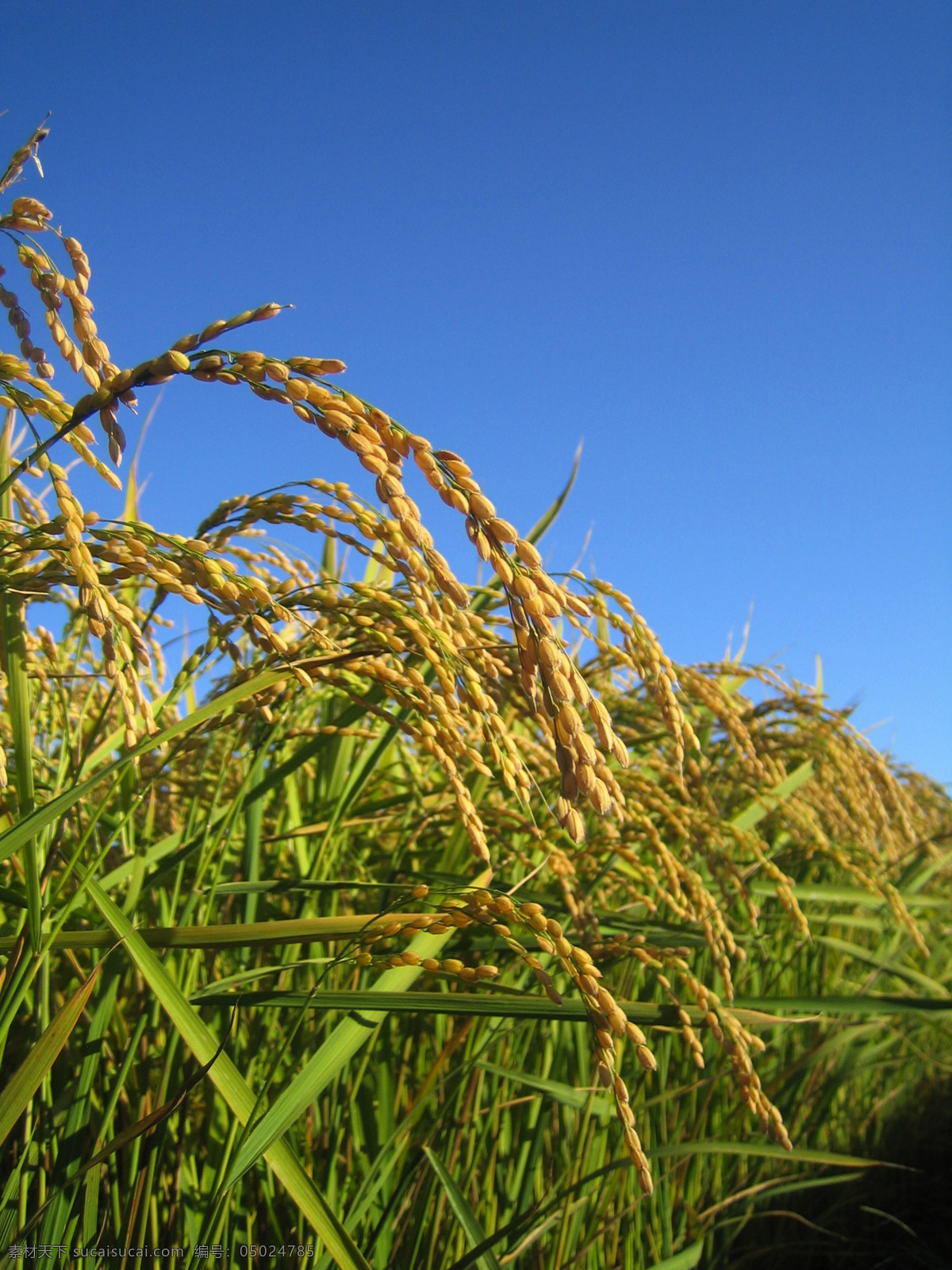 金黄的水稻 水稻 稻谷 稻子 农作物 庄稼 食物 食材 餐饮美食 食物原料
