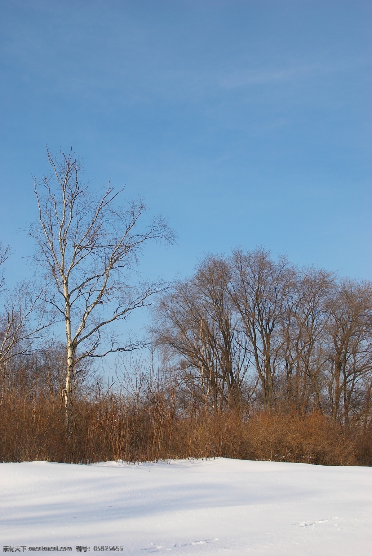 冬天雪景摄影 冬天雪景 冬季 美丽风景 美丽雪景 白雪 积雪 风景摄影 树木 树林 雪地 自然风景 自然景观 蓝色