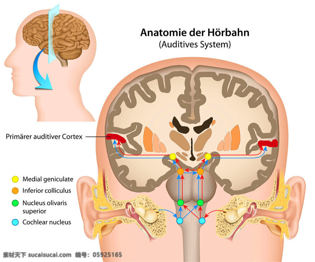 人体大脑结构 人体 大脑 大脑结构图 人体部位 人体器官 矢量素材 创意素材 英文标签