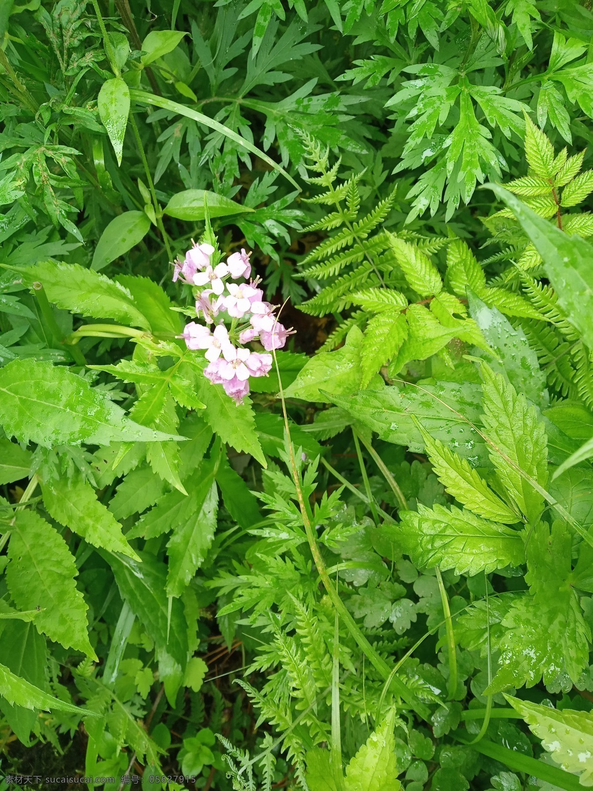 小花 绿植 花 绿色 白色 摄影作品 自然景观 山水风景