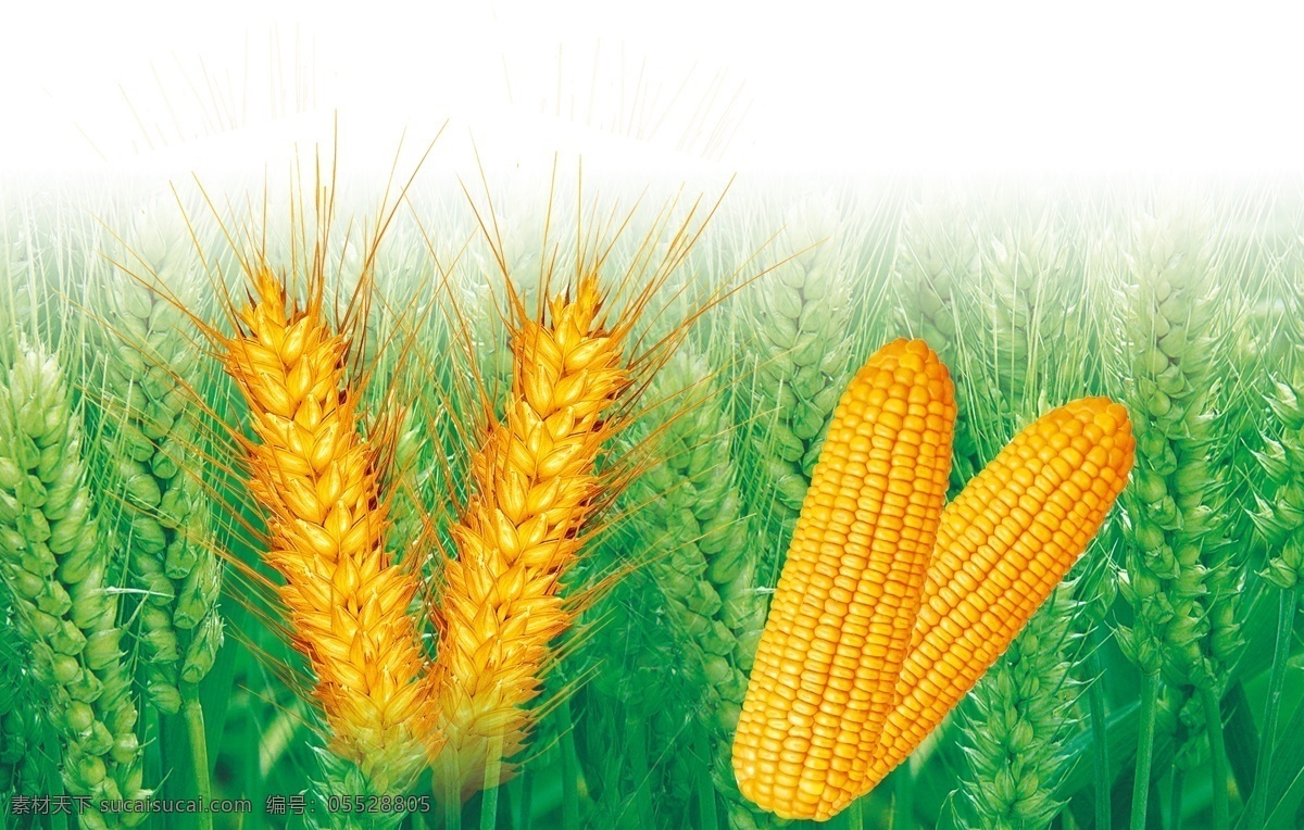 小麦 玉米 麦穗 麦地 麦田 农作物