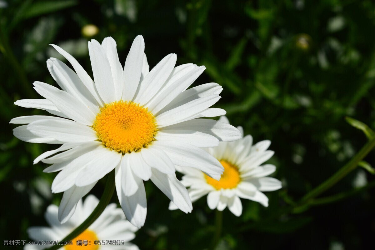 白色雏菊 雏菊 菊花 鲜花 花卉 花语 花艺 花朵 花瓣 生物世界 花草