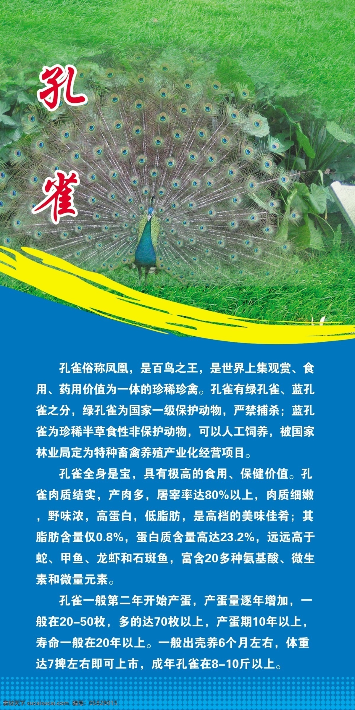 孔雀 孔雀图片 孔雀简介 孔雀习性 凤凰 百鸟之王 展板模板 广告设计模板 源文件