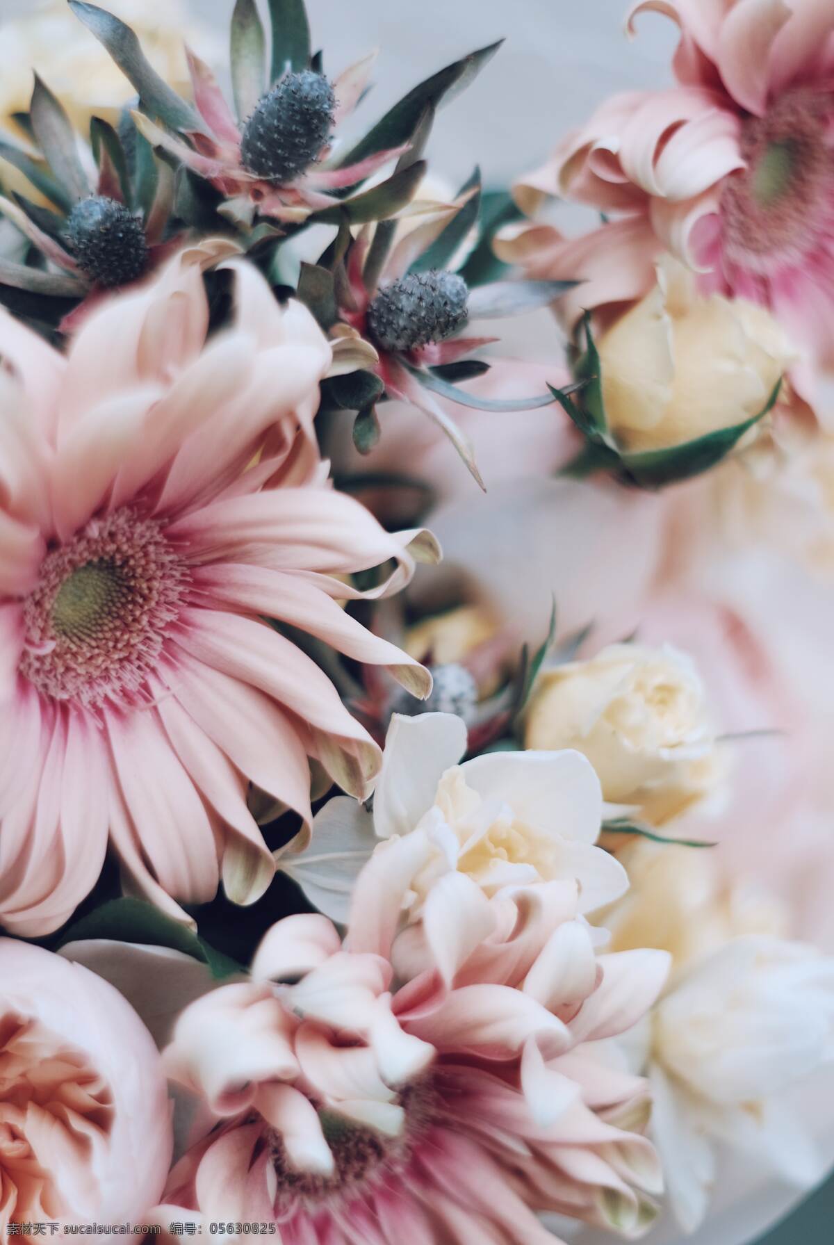 高清 花 壁纸图片 高清花朵背景 手机壁纸 玫瑰花 向日葵 浪漫花朵 粉色花朵背景 婚礼素材 生物世界 花草
