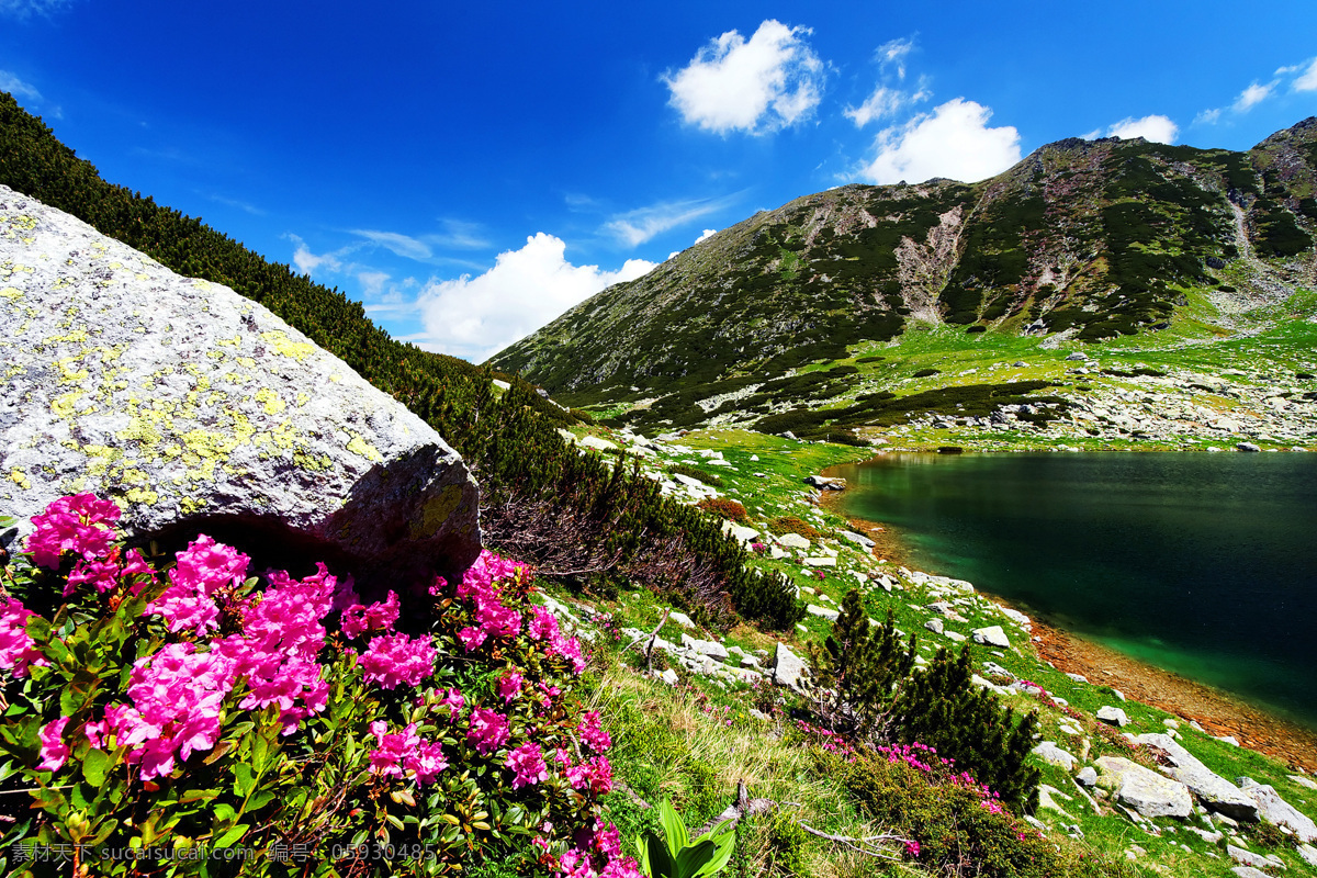 美丽 湖泊 鲜花 风景 湖泊美景 花朵 美丽风景 自然风光 美丽景色 自然美景 自然风景 自然景观 黑色