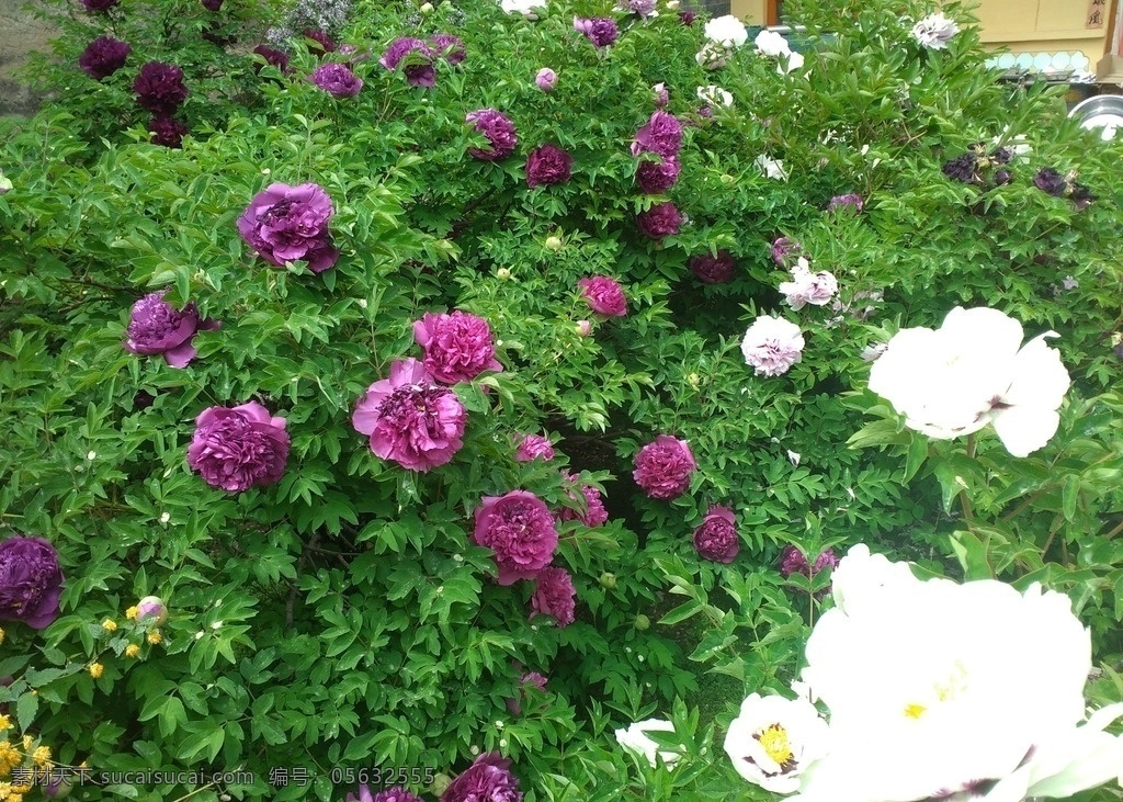 牡丹花 紫斑牡丹 花 红花绿叶 河州牡丹 随手拍 自然景观 田园风光