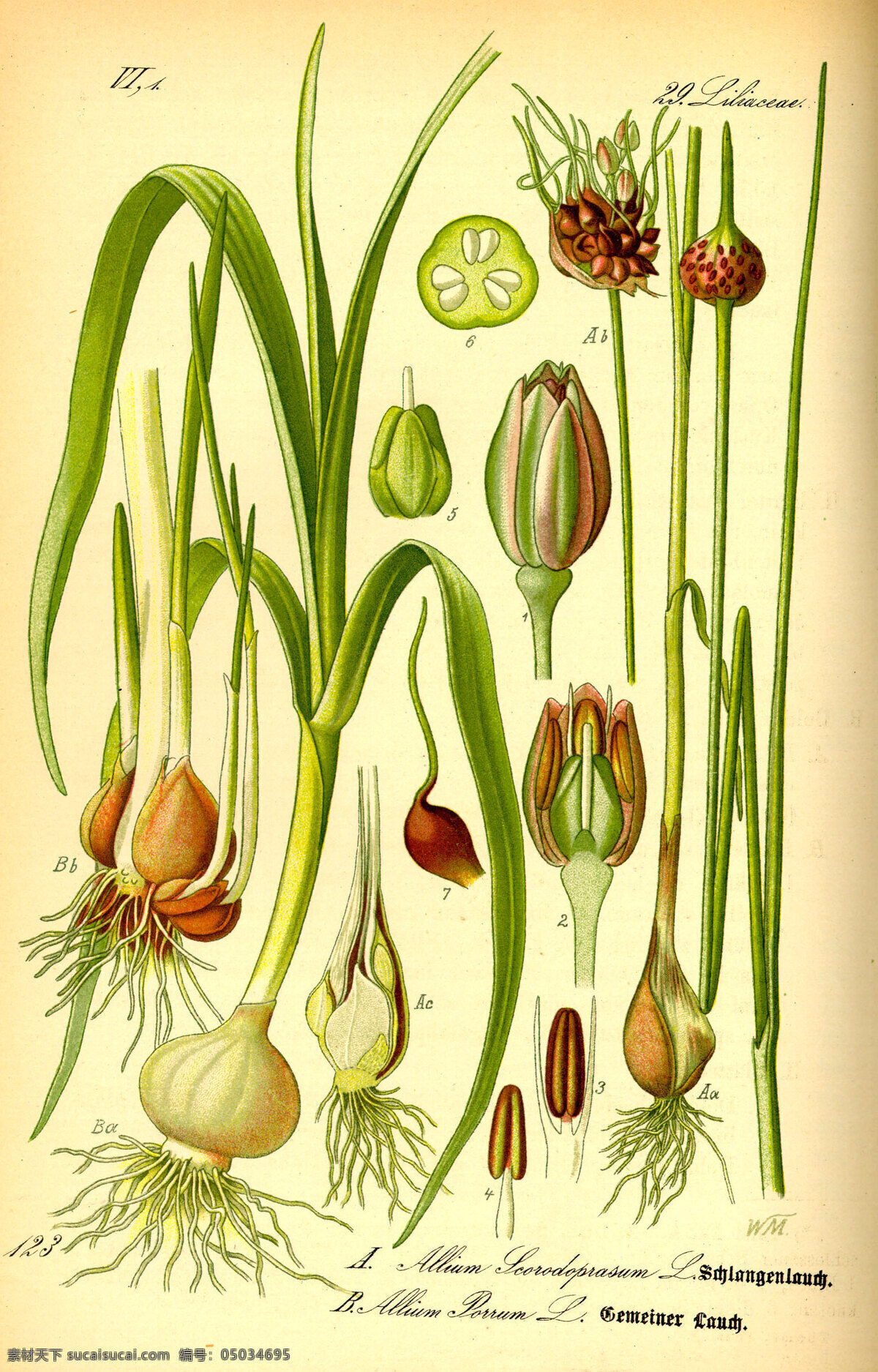 手绘 彩色 植物 图谱 奥托 球茎 根 花蕊 高清大图 花草 解剖 生物世界