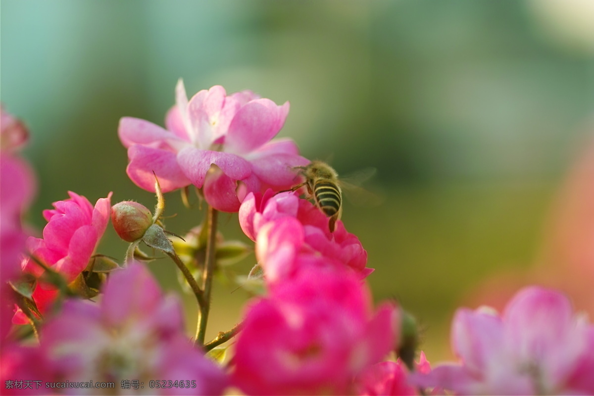昆虫 世界 花朵 蜜蜂 生物 生物世界 植物 自然 昆虫世界 采蜜